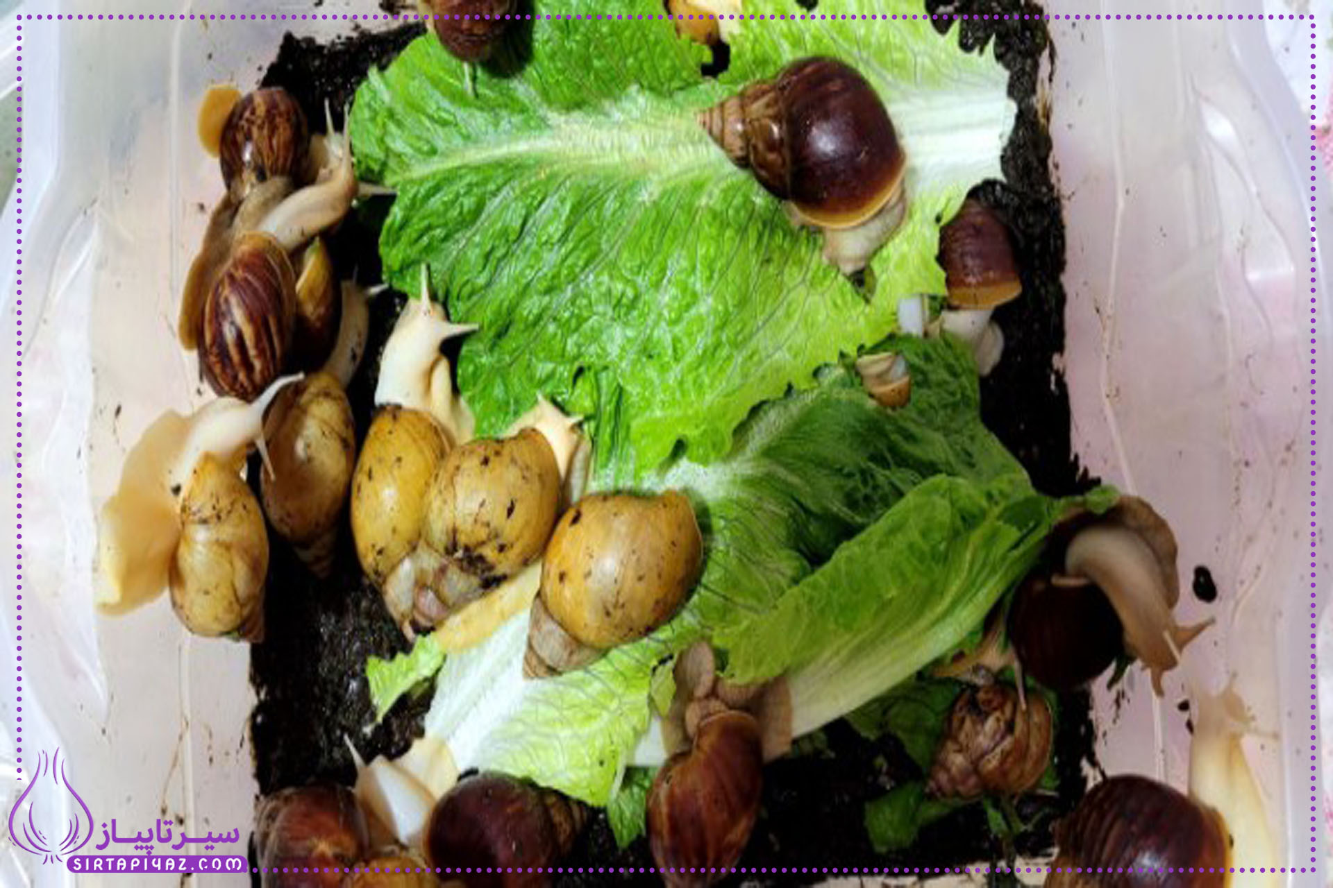 پرورش حلزون در خانه پرورش حلزون در خانه