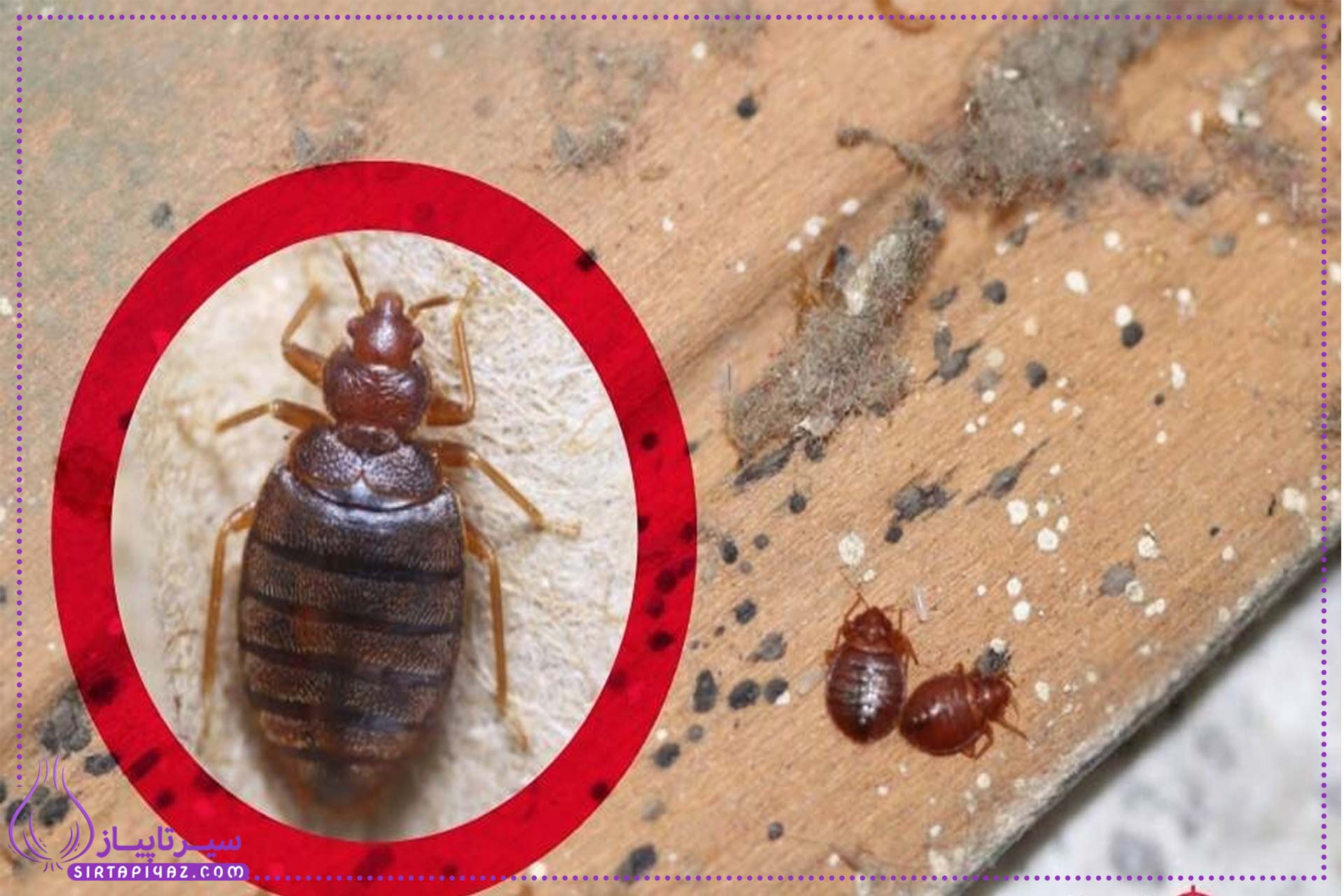 آموزش سمپاشی ساس با تکنولوزی سوئیس