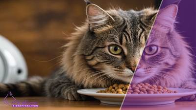 از برچسب‌خوانی تا تغذیه سالم: راهنمای جامع صاحبان گربه