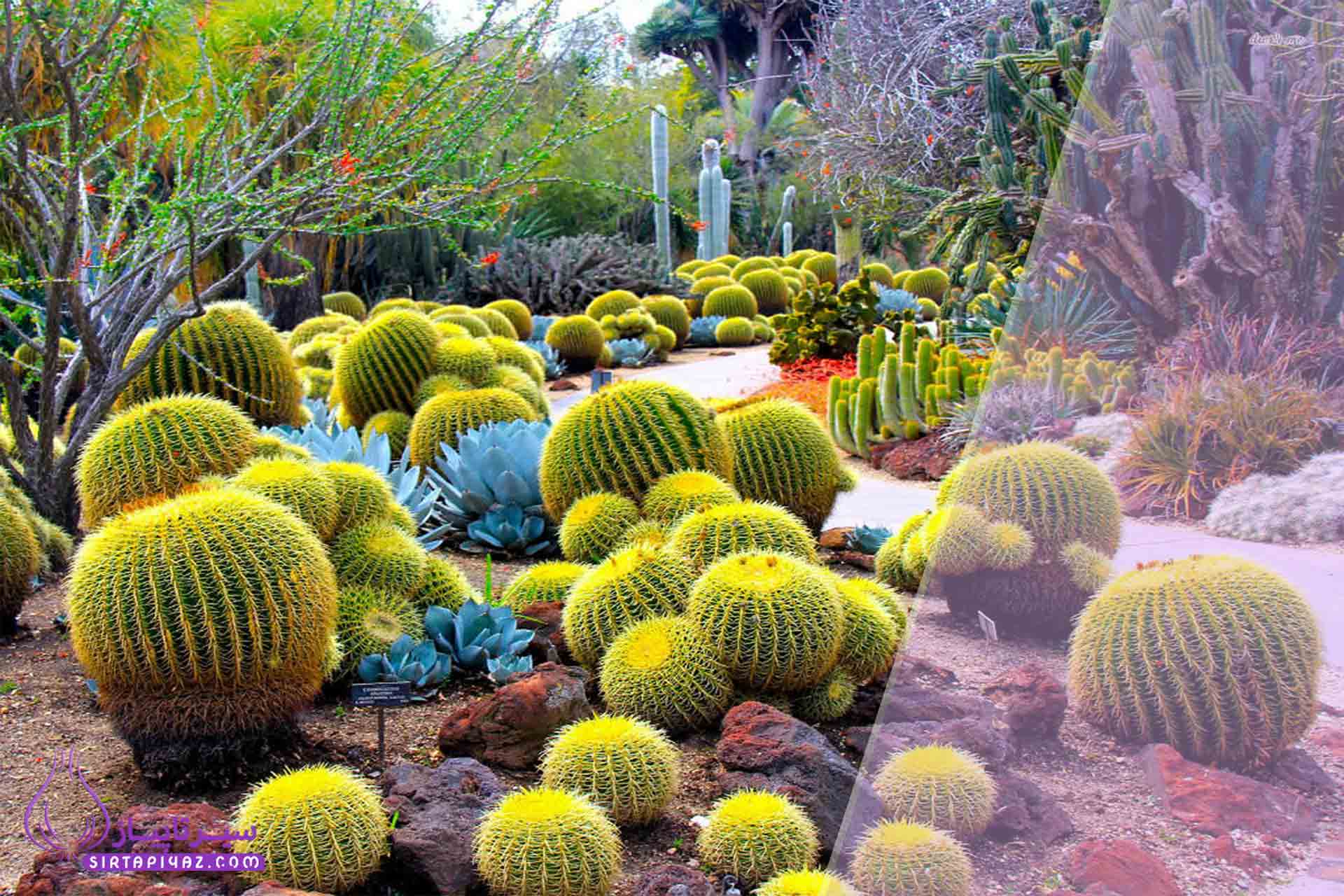 بهترین گیاهان کم آب‌خواه برای دکوراسیون فضای باز