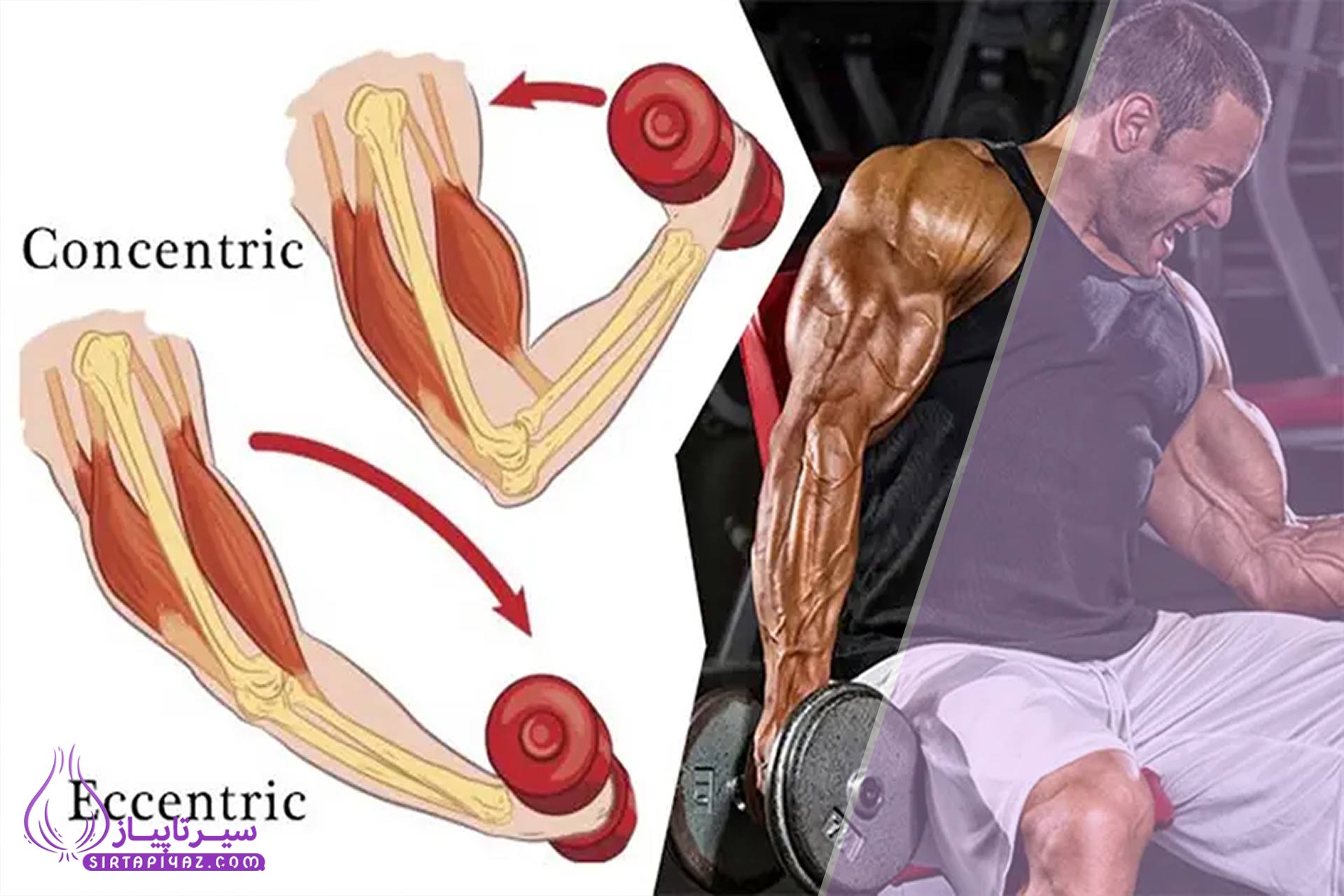 راهنمای کامل تفاوت انقباض اکسنتریک و کانسنتریک در بدنسازی