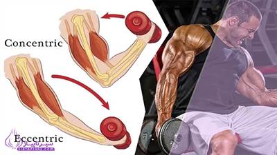 تفاوت انقباض اکسنتریک و کانسنتریک | کدام برای رشد عضله بهتر است؟
