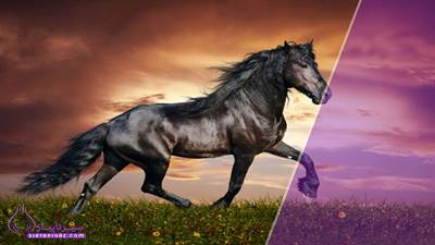 سال ۱۴۰۵ سال چه حیوانی است؟ همه چیز درباره نماد اسب و متولدین آن