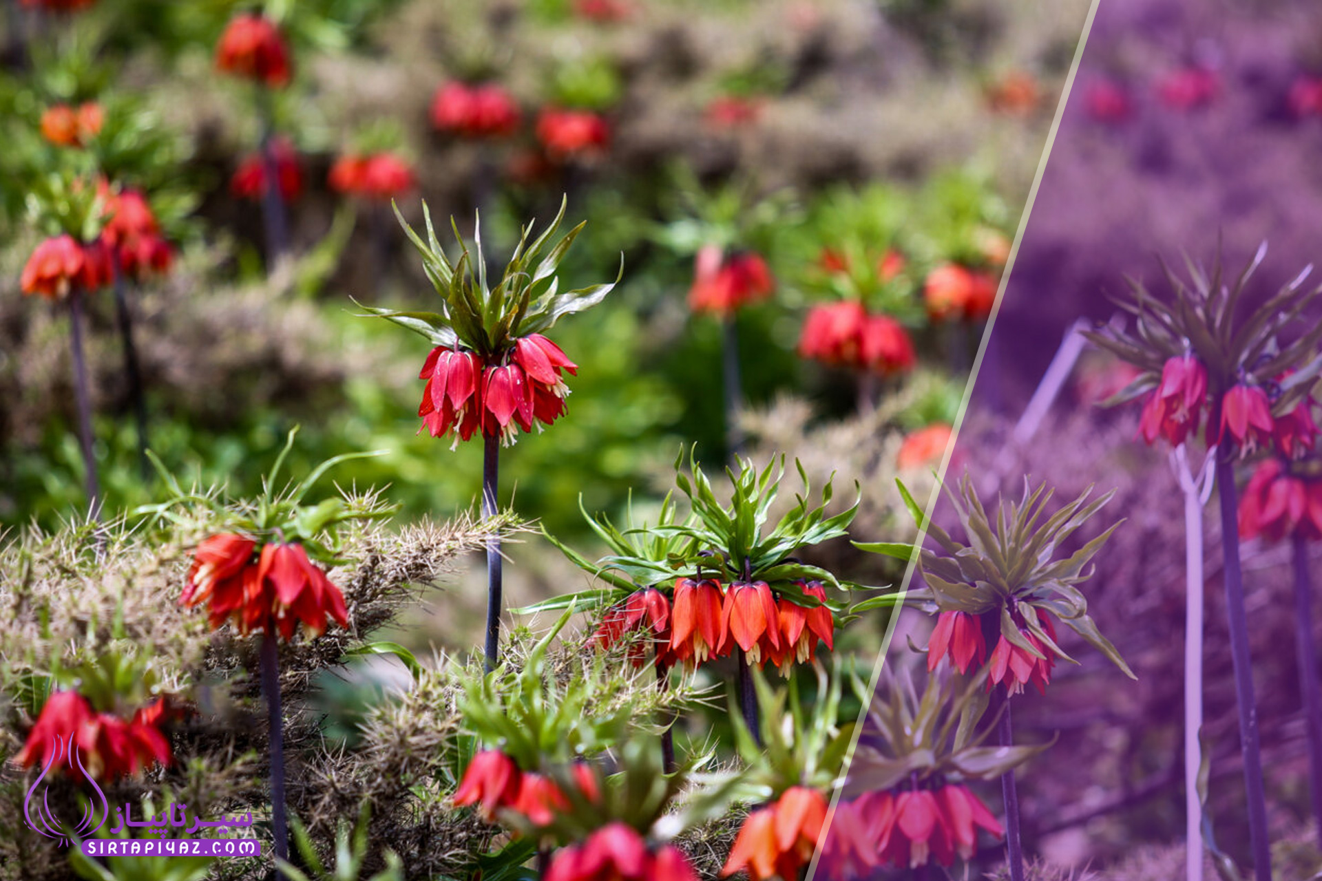 دهاقان، شهری تاریخی در اصفهان با طبیعت بکر، اقتصاد گلخانه‌ای و جاذبه‌هایی چون دشت لاله‌های واژگون.