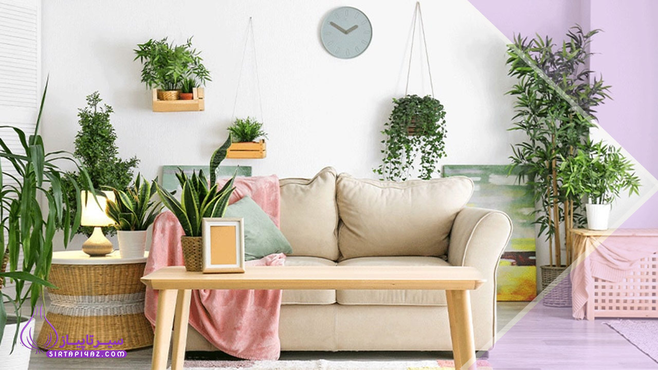 بهترین گیاهان آپارتمانی برای بهبود کیفیت هوای داخلی