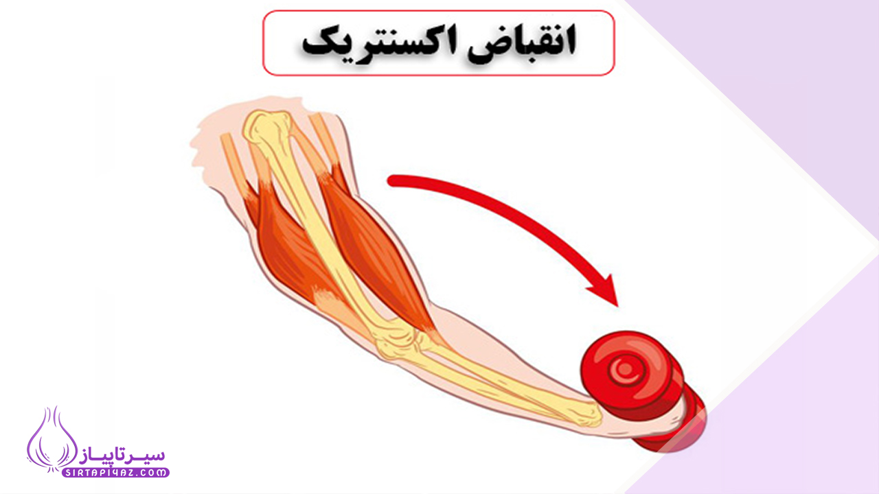 انقباض اکسنتریک چیست؟