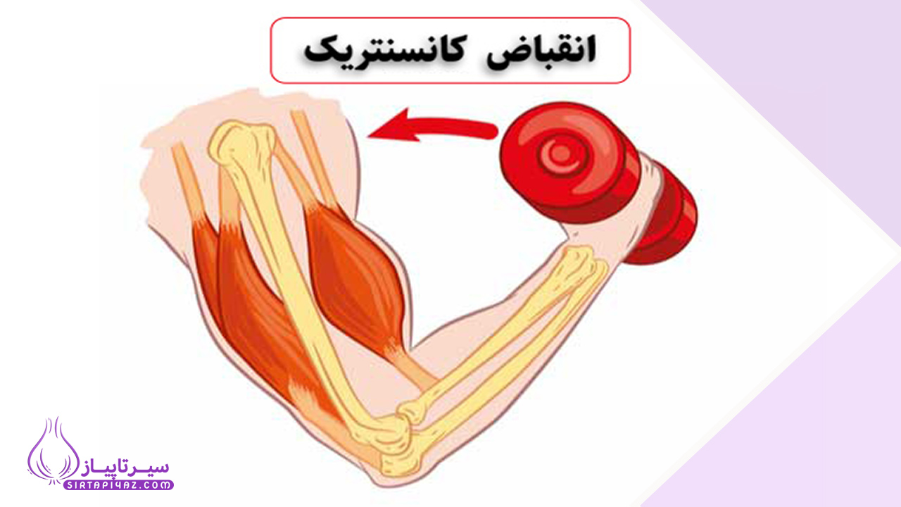 انقباض کانسنتریک چیست؟
