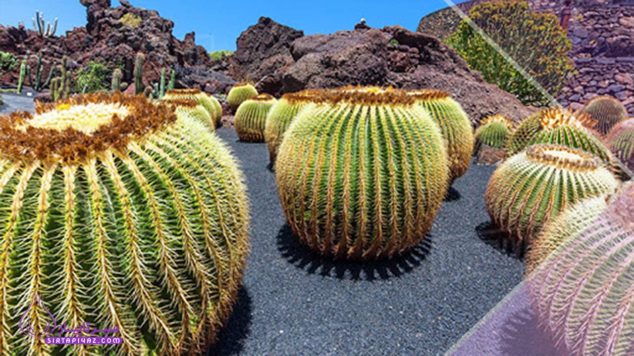 طراحی فضای باز با گیاهان مقاوم و کم مصرف آب