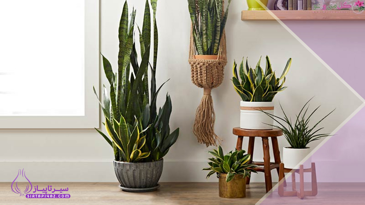 نقش گیاهان طبیعی در تصفیه و ایجاد هوای تازه در خانه